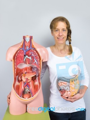 Woman Showing Intestines Model And Human Body Stock Photo