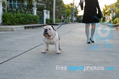 Woman Walking With English Bulldog Stock Photo