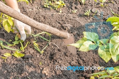 Woman Weeding Hoe Potatoes Stock Photo