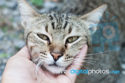 Woman's Hand On The Feather Of The Cute Thai Cat Stock Photo