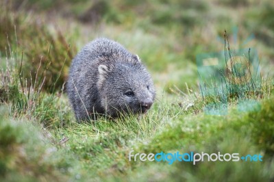 Wombat During The Day Stock Photo