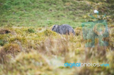 Wombat During The Day Stock Photo