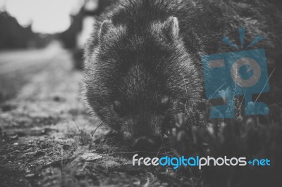 Wombat During The Day Stock Photo