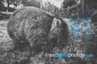 Wombat During The Day Stock Photo