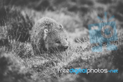 Wombat During The Day Stock Photo