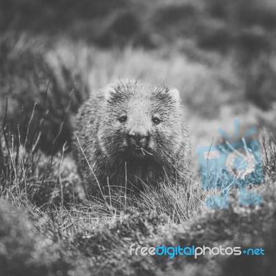 Wombat During The Day Stock Photo