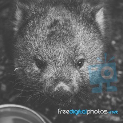 Wombat During The Day Stock Photo