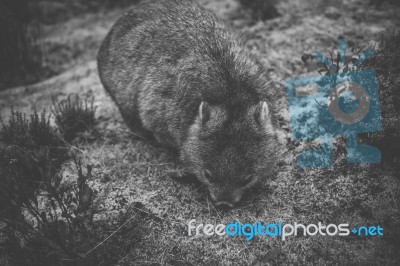 Wombat During The Day Stock Photo