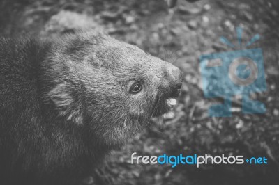 Wombat During The Day Stock Photo