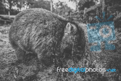 Wombat During The Day Stock Photo