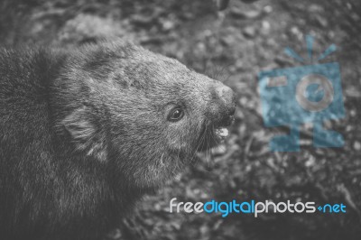 Wombat During The Day Stock Photo