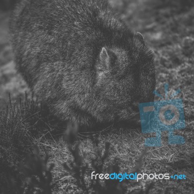 Wombat During The Day Stock Photo