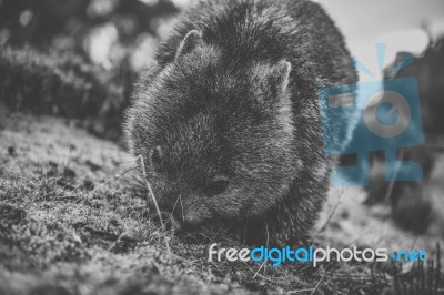 Wombat During The Day Stock Photo