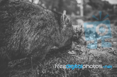 Wombat During The Day Stock Photo