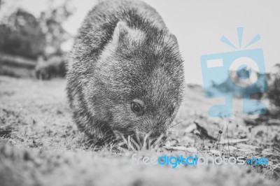 Wombat During The Day Stock Photo