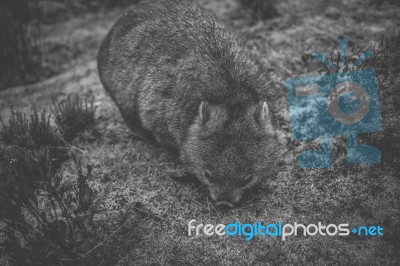 Wombat During The Day Stock Photo