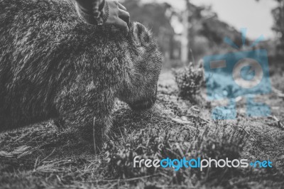 Wombat During The Day Stock Photo