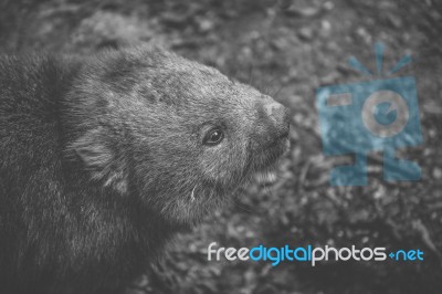 Wombat During The Day Stock Photo