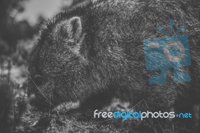 Wombat During The Day Stock Photo