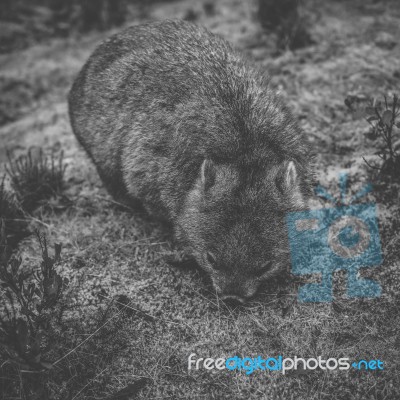 Wombat During The Day Stock Photo