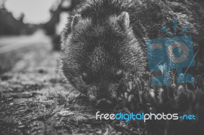 Wombat During The Day Stock Photo