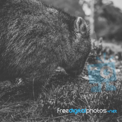 Wombat During The Day Stock Photo