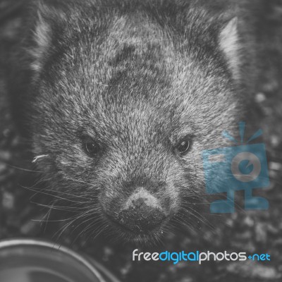 Wombat During The Day Stock Photo