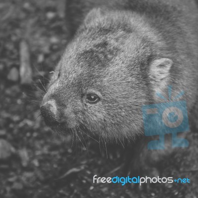 Wombat During The Day Stock Photo