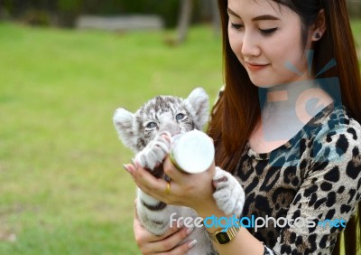 Women Feeding Baby White Bengal Tiger Stock Photo