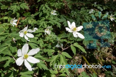 Wood Anenome (anemone Nemorosa) Stock Photo