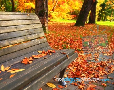 Wood Bench On Autumn Park Stock Photo