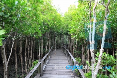 Wood Bridge  Stock Photo