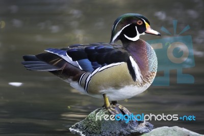 Wood Duck Stock Photo