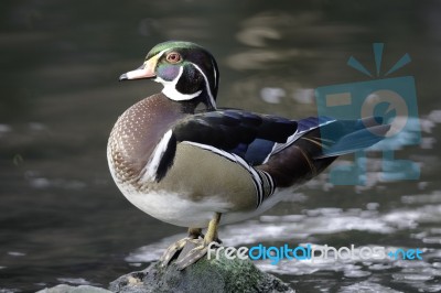 Wood Duck Stock Photo