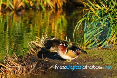 Wood Duck (aix Sponsa) Stock Photo