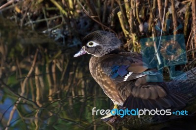 Wood Duck (aix Sponsa) Stock Photo