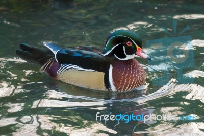 Wood Duck Or Carolina Duck  (aix Sponsa) Stock Photo