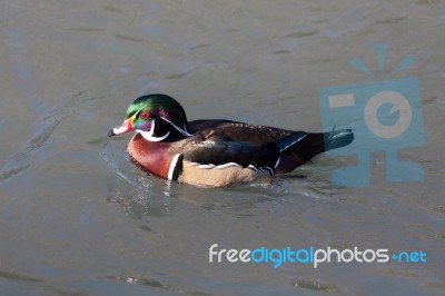 Wood Duck Or Carolina Duck (aix Sponsa) Stock Photo