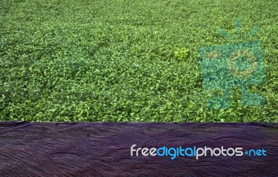 Wood Floor With Green Tea Garden Stock Photo