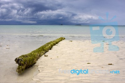 Wood In The Sand Stock Photo