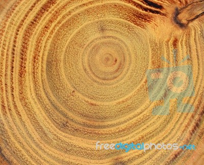 Wood Slice Stock Photo