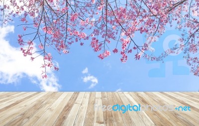 Wood Table And Beautiful Of Pink Flowers Cherry Blossom Stock Photo