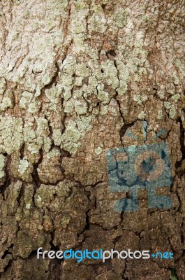 Wood Texture Stock Photo