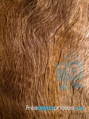 Wood Texture Stock Photo