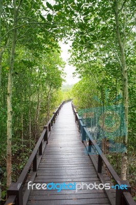 Wood Way Bridge In Natural  Mangrove Forest Stock Photo