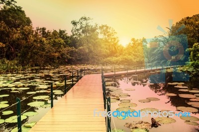 Wooden Bridge In The Pond Stock Photo