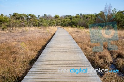 Wooden Path In Grass And Forest Winters Landscape Stock Photo