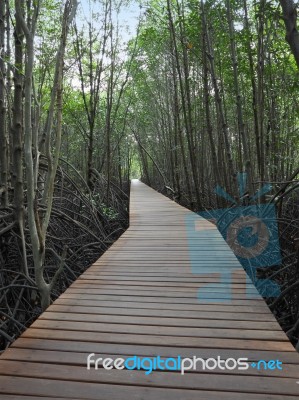 Wooden Path Walk To Tropical Mangrove Forest Stock Photo