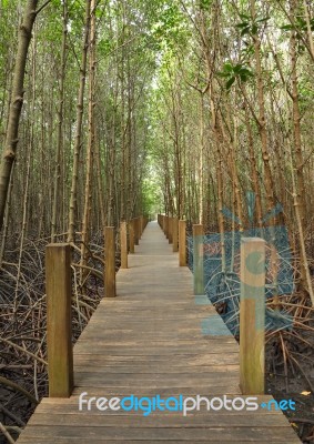 Wooden Pole Path Walk To Tropical Forest Stock Photo