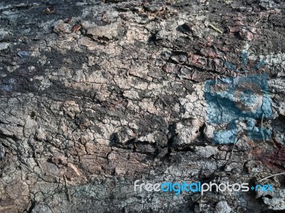 Wooden Texture. Nature With Colorful Timber Background. Abstract Background Stock Photo